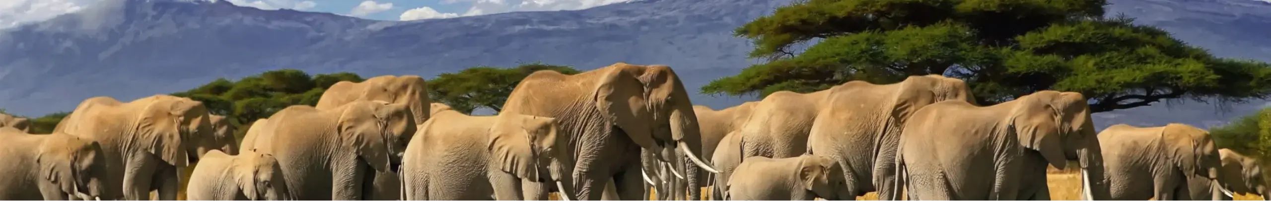 Mount Kilimanjaro
